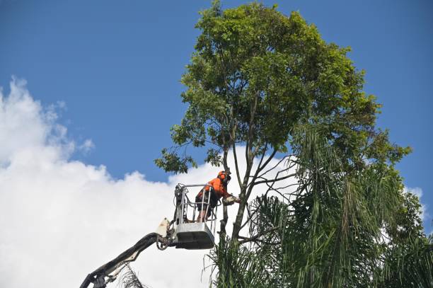 Reliable Carlisle, PA Tree Removal Services Solutions